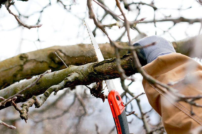 Cyclisch beheer houdt de Rijdende Rechter op afstand - Sla de vele uitzendingen van De Rijdende Rechter er maar op na: bomen zijn maar al te vaak grond voor onmin… - Blog