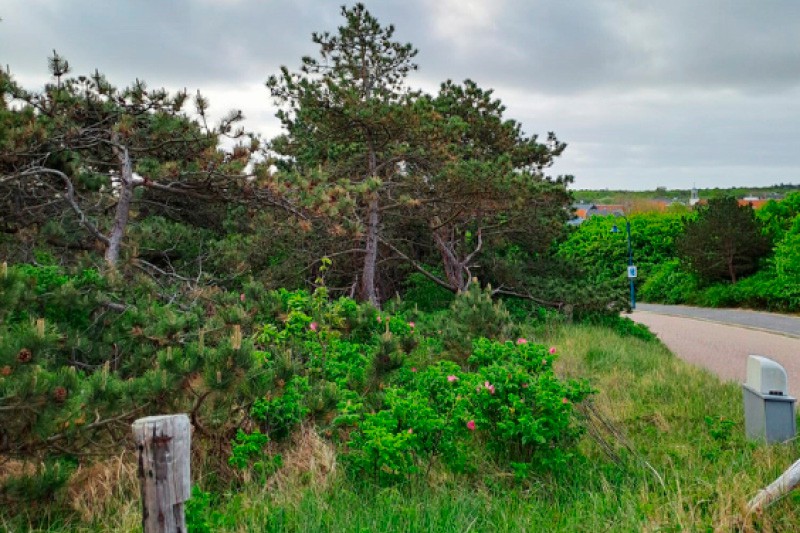 Bomen op het mooie eiland Texel - Texel is het grootste Nederlandse Waddeneiland. Het behoort tot de provincie Noord-Holland... - Sectoren