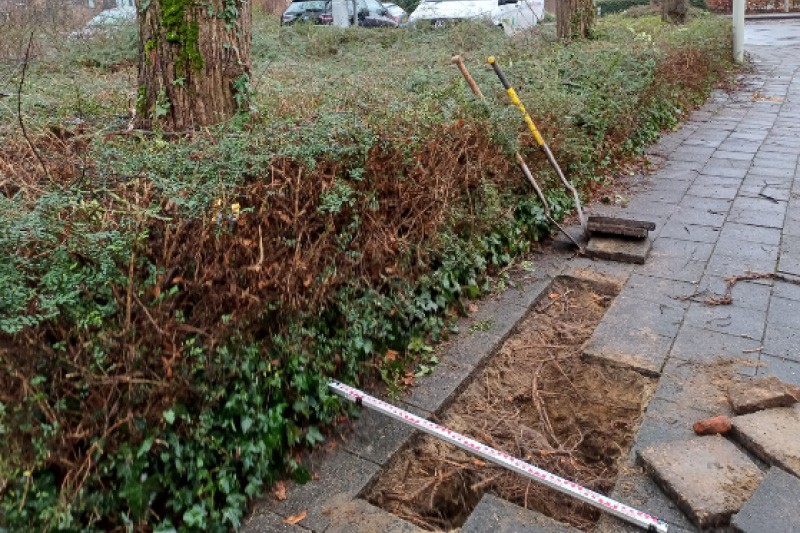 Wie wint de boom of de kabel- en leidingboer? - Het blijft een terugkerend dilemma: ondergrondse infrastructuur moet vernieuwd worden... - Sectoren