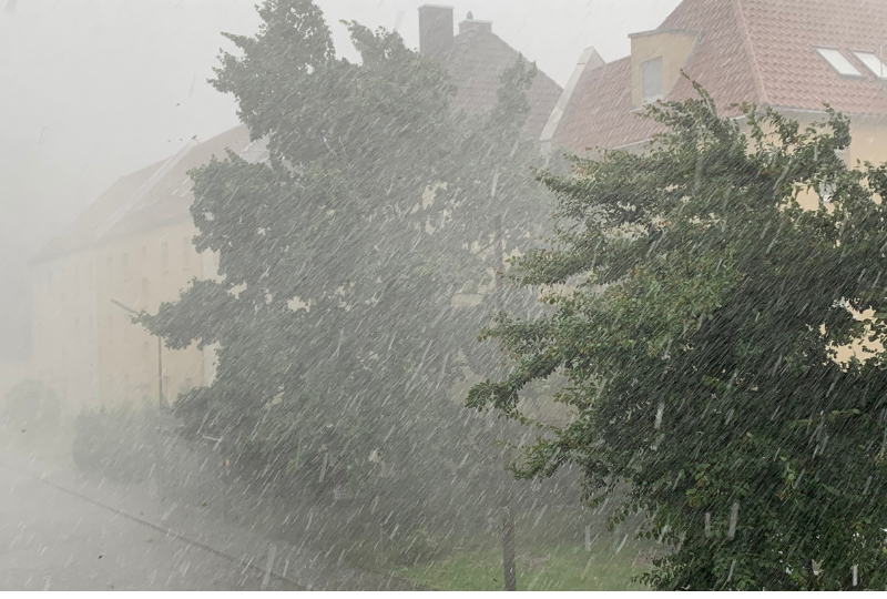 Klimaatpraat #5 Omgaan met extreem weer Vaker extreem weer: hoe houden we ons bomenbestand in de stad op peil?  Blog