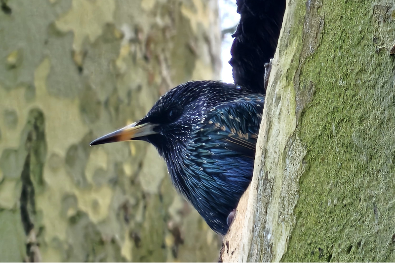Monumentale platanen onderzocht