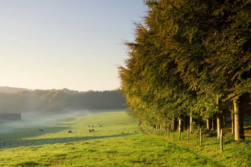 Vervangen bomen ecologisch vraagstuk