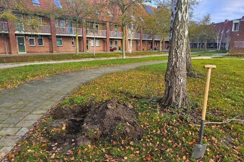 bomen beschadigd bij graven warmtenet in Hoorn