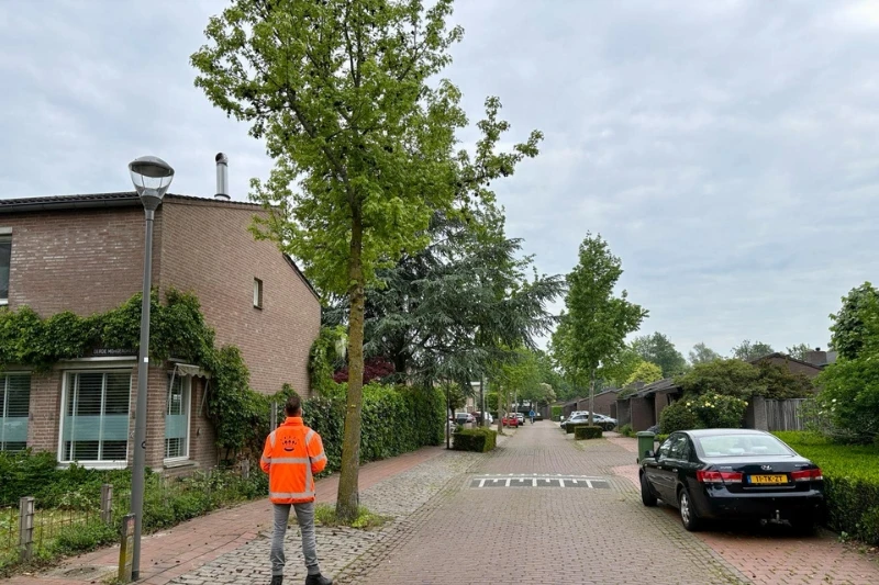 Detachering in Den Bosch voor boombeheer, bomen door boomtechnisch specialist