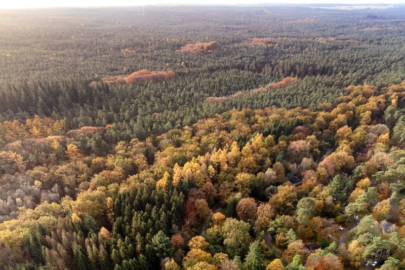 Ecoloog inventariseert planten en struiken in een groenstrook